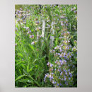 Recherche de plantes photographie Floral