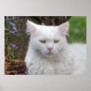 Suche nach schlechte katze poster Kitty