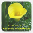 Recherche de zantedeschia jaune Fleurs