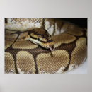 Suche nach python poster Kugel