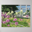 Suche nach allium poster Blume