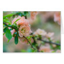 Suche nach quitte karten Blumenreich