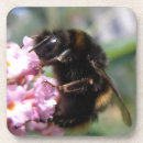 Suche nach hummeln untersetzer Blume