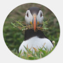 Recherche de puffin autocollants Atlantique