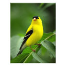 Recherche de plumes jaunes posters Faune