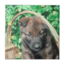 Suche nach belgien fliesen Hund