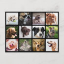 Suche nach niedlich tier fotos postkarten Lustig