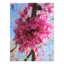 Suche nach rosa baum poster Fotografie