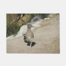 Suche nach roadrunner Natur