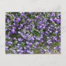 Recherche de ressort cartes postales Fleurs