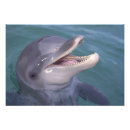 Suche nach tümmler poster Delfin