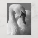 Recherche de swan cartes postales Sauvagine