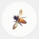 Recherche de guêpes autocollants Insecte