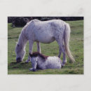 Suche nach dartmoor postkarten Pony