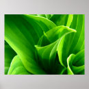 Suche nach hosta poster Blume