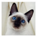 Recherche de pet posters Chat
