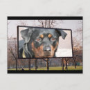 Recherche de rottweilers cartes postales Pourrir