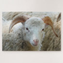 Suche nach schaf puzzle Foto