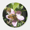 Suche nach grüne biene magnete Insekt