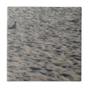 Recherche de mouettes carreaux Plage