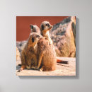 Suche nach meerkats kunst Wild