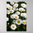 Recherche de marécages posters Printemps