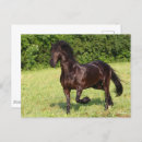 Recherche de cheval noir cartes postales Friésien