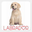 Suche nach gelber labrador aufkleber Gelbes labrador retriever