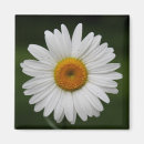 Suche nach blumenblätter magnete Fotografie