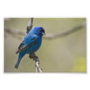 Recherche de indigo posters Animaux