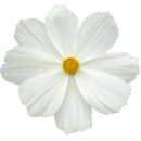 Recherche de fleur photo sculptures Floral