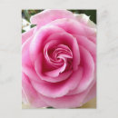 Suche nach liebe rosen postkarten Für sie