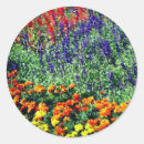 Recherche de marigold autocollants Botanique