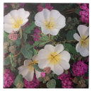 Suche nach wüsten fliesen Blüten