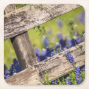 Suche nach texasbluebonnet Wildblume