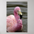 Recherche de captifs posters Animal