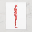 Recherche de système musculaire cartes postales Sartorius