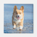 Suche nach pembroke welsh corgi magnete Ozean