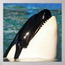 Suche nach killerwal poster Tiere