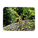 Recherche de orange rectangulaires magnets Faune