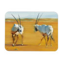 Suche nach oryx magnete Wildes tier