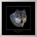 Suche nach wolf wild poster Wolfsfotografie