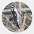 Suche nach woodpecker aufkleber Natur