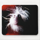 Recherche de crêté tapis souris Photographie