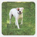 Suche nach lächelnder hund aufkleber Fotografie