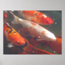 Suche nach koi teich poster Bilder