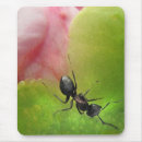 Recherche de fourmi tapis souris Entomologie