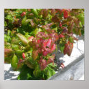 Suche nach efeu poster Holz