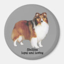 Recherche de colley magnets Chien de berger
