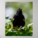 Suche nach schwarze vögel poster Blätter